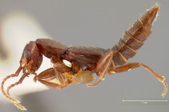 Media type: image;   Entomology 27523 Aspect: habitus lateral view
